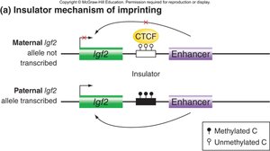 Insulator mechanism of imprinting