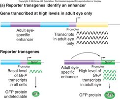 Reporter transgenes identify an enhancer