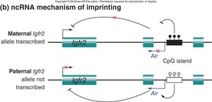 ncRNA mechanism of imprinting