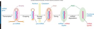 miRNA processing pathway
