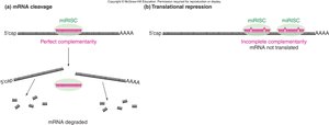miRNAs down-regulate target gene expression