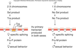 Alternative splicing of fru gene in Drosophila
