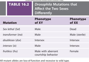 Table of Drosophila mutations affecting the two sexes differently