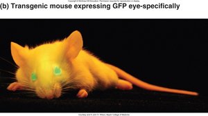 Transgenic mouse expressing GFP eye-specifically