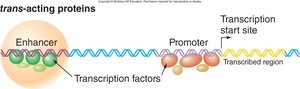 Trans-acting proteins: transcription factors binding to enhancer and promoter
