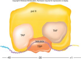 Basal transcription factors at the TATA box