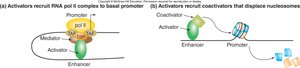 Activators recruit RNA pol II and coactivators