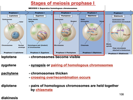 Stages of meiosis prophase I