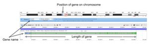 EGFR gene location and structure on chromosome 7