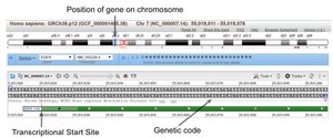 EGFR gene transcriptional start site and nucleotide sequence