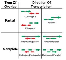 Types of overlapping and nested genes