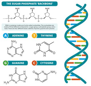 DNA, alleles, and mutations