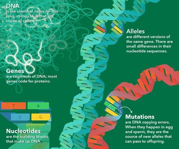 Central Dogma: DNA to RNA to Protein