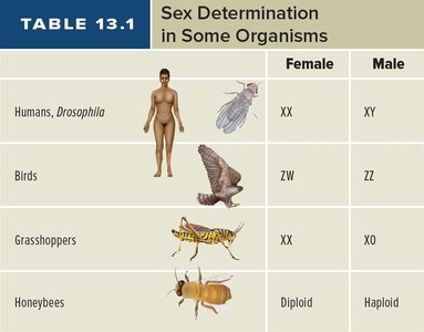 Random X inactivation and mosaicism