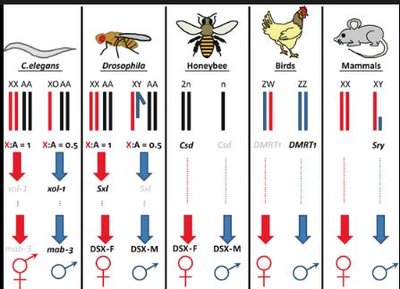 Sex determination systems in various organisms