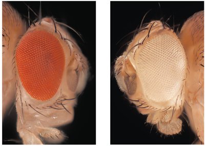 Red and white eyes in Drosophila