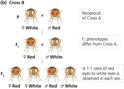 Morgan's Drosophila Cross B results