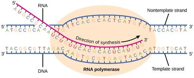 Spliceosome-mediated splicing of pre-mRNA