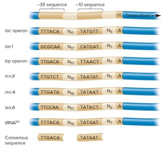 Bacterial RNA polymerase holoenzyme and promoter recognition