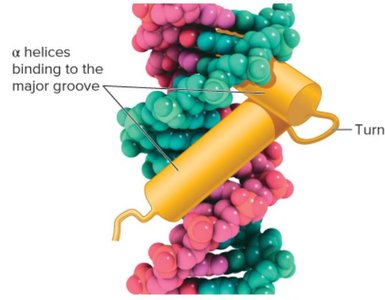 Stages of bacterial transcription: initiation, elongation, termination