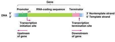 Gene structure with promoter, coding sequence, and terminator