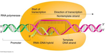 Transcription bubble showing template and coding strands