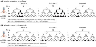 Fluctuation test: random vs adaptive mutation hypothesis