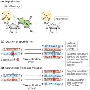 Depurination and apurinic site formation