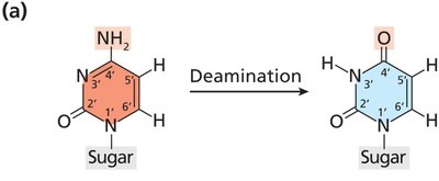 Deamination of cytosine