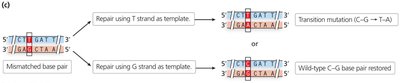 Repair outcomes for deamination