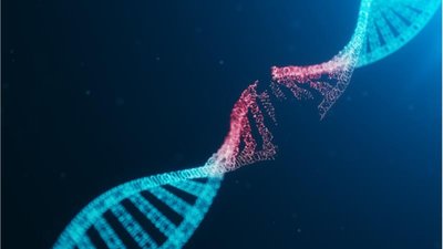 DNA repair systems summary table