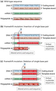 Frameshift mutations: insertion and deletion