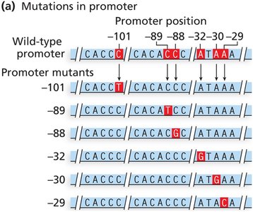 Promoter mutations