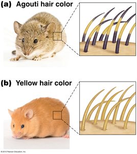 Agouti vs Yellow hair color in mice