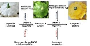 Gene interaction types and modified phenotypic ratios