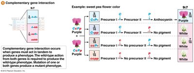 Complementary gene interaction and sweet pea flower color