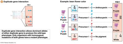 Duplicate gene interaction and bean flower color