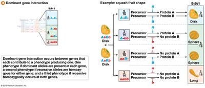 Dominant gene interaction and squash fruit shape