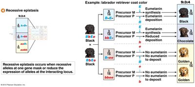 Recessive epistasis and labrador retriever coat color