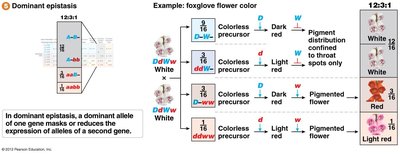 Dominant epistasis and foxglove flower color