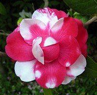 Examples of co-dominance in flower color