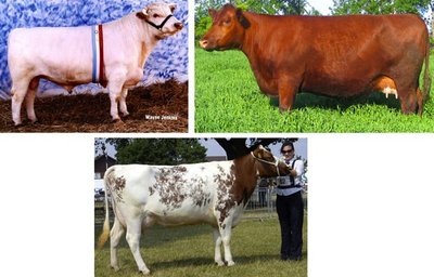 Co-dominance in cattle coat color