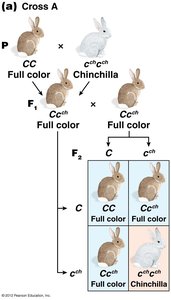 Cross A: Full color x Chinchilla coat color inheritance