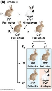 Cross B: Full color x Himalayan coat color inheritance