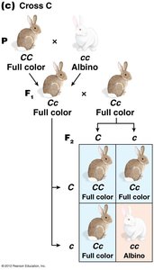 Cross C: Full color x Albino coat color inheritance