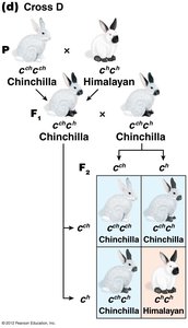 Cross D: Chinchilla x Himalayan coat color inheritance