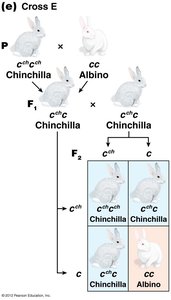 Cross E: Chinchilla x Albino coat color inheritance