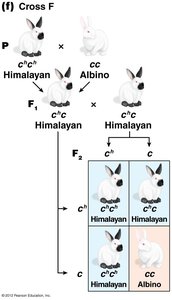 Cross F: Himalayan x Albino coat color inheritance