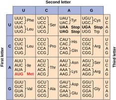 Genetic code table showing codons and corresponding amino acids