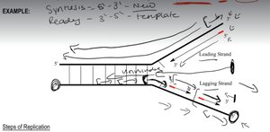 Antiparallel DNA strands and base pairing